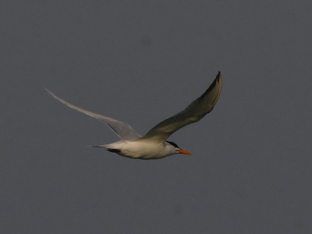 Royal Tern - ML620432629