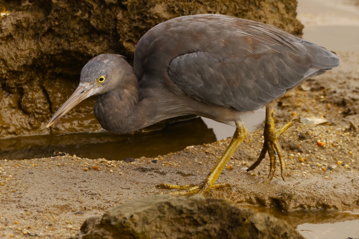 Pacific Reef-Heron - John Mills