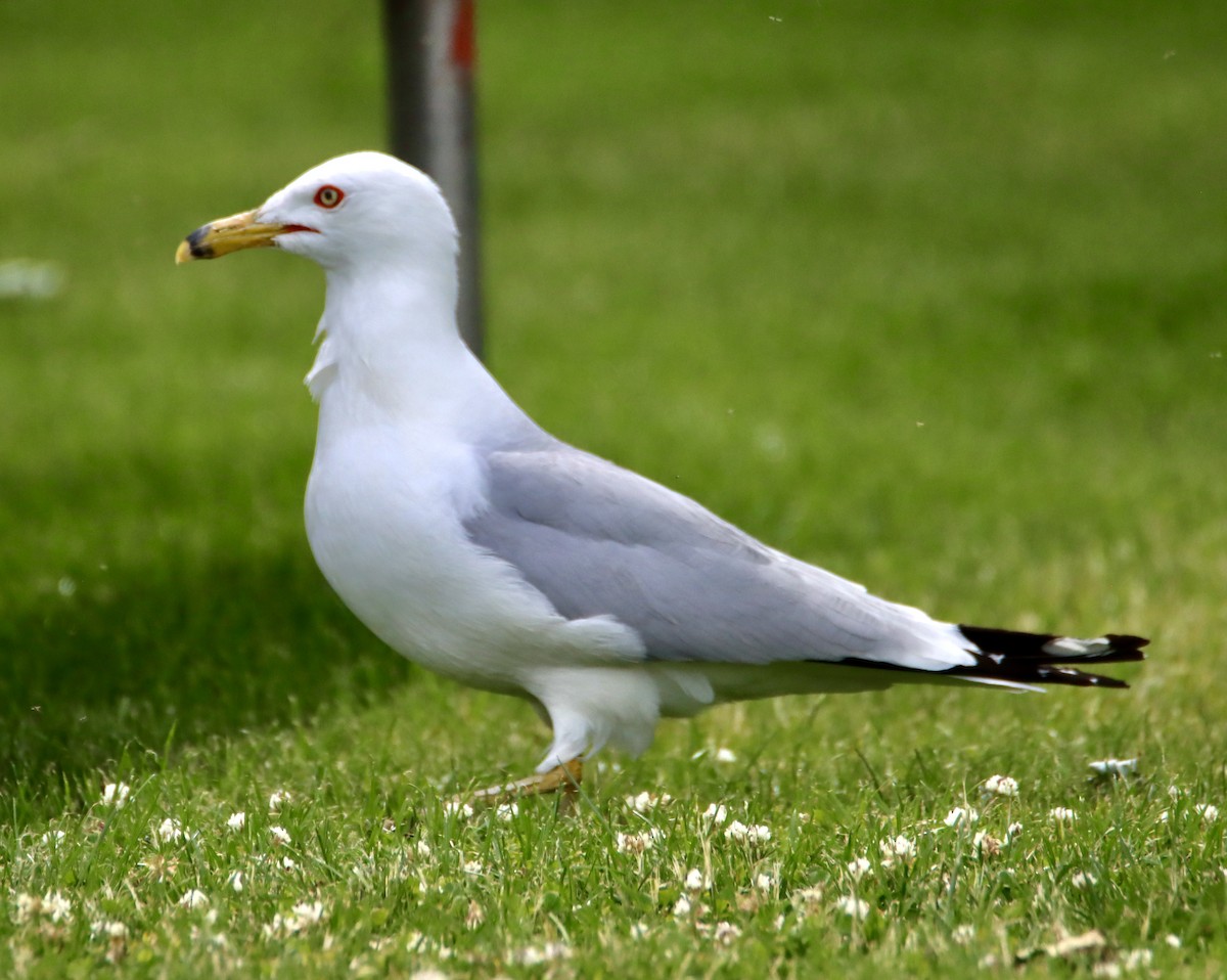 Ring-billed Gull - ML620432634