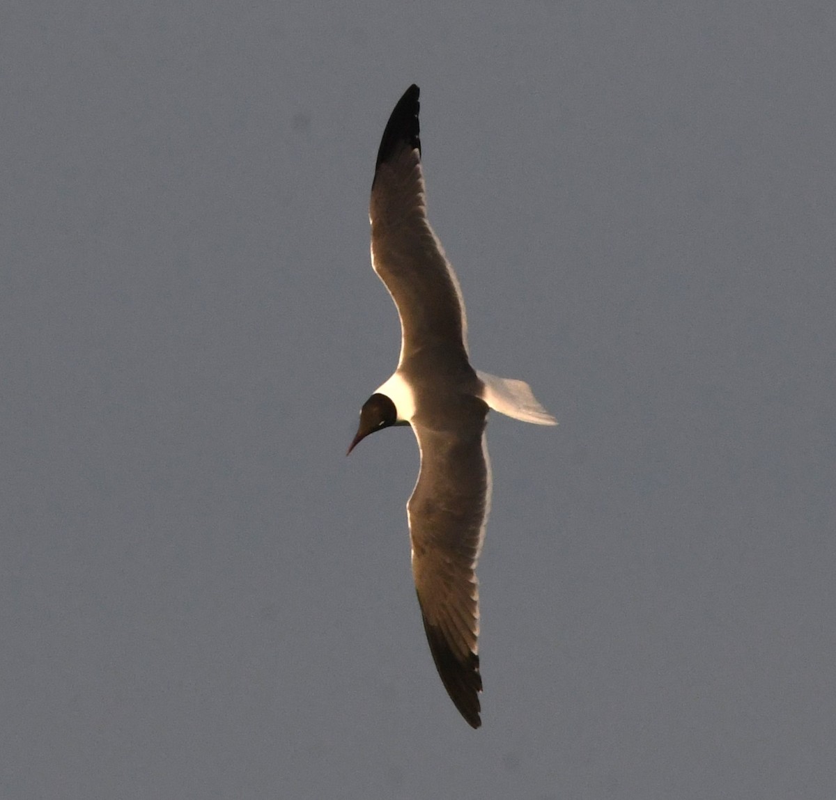 Mouette atricille - ML620432640