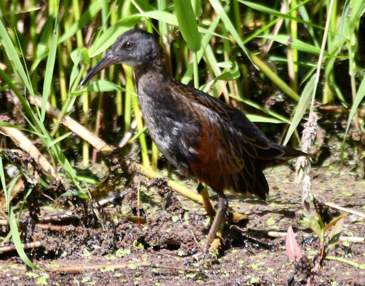 Virginia Rail - ML620432641