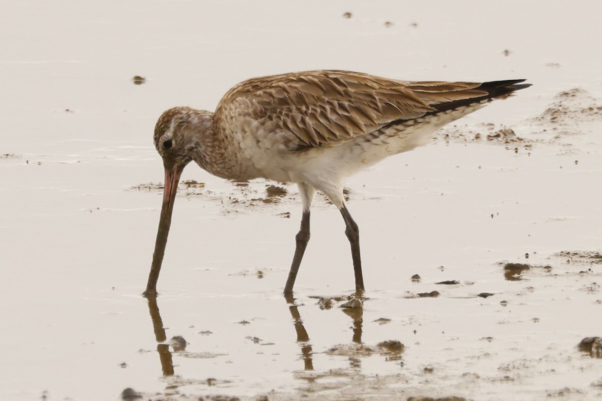 Bar-tailed Godwit (Siberian) - ML620432642