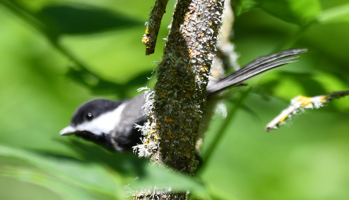 Black-capped Chickadee - ML620432647