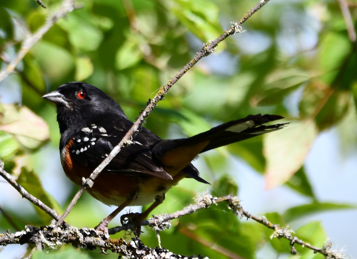 Spotted Towhee - ML620432649