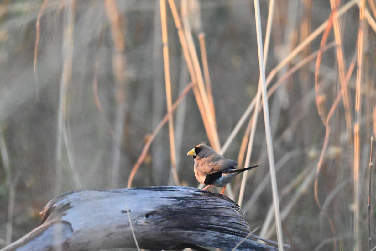 Masked Finch - ML620432653