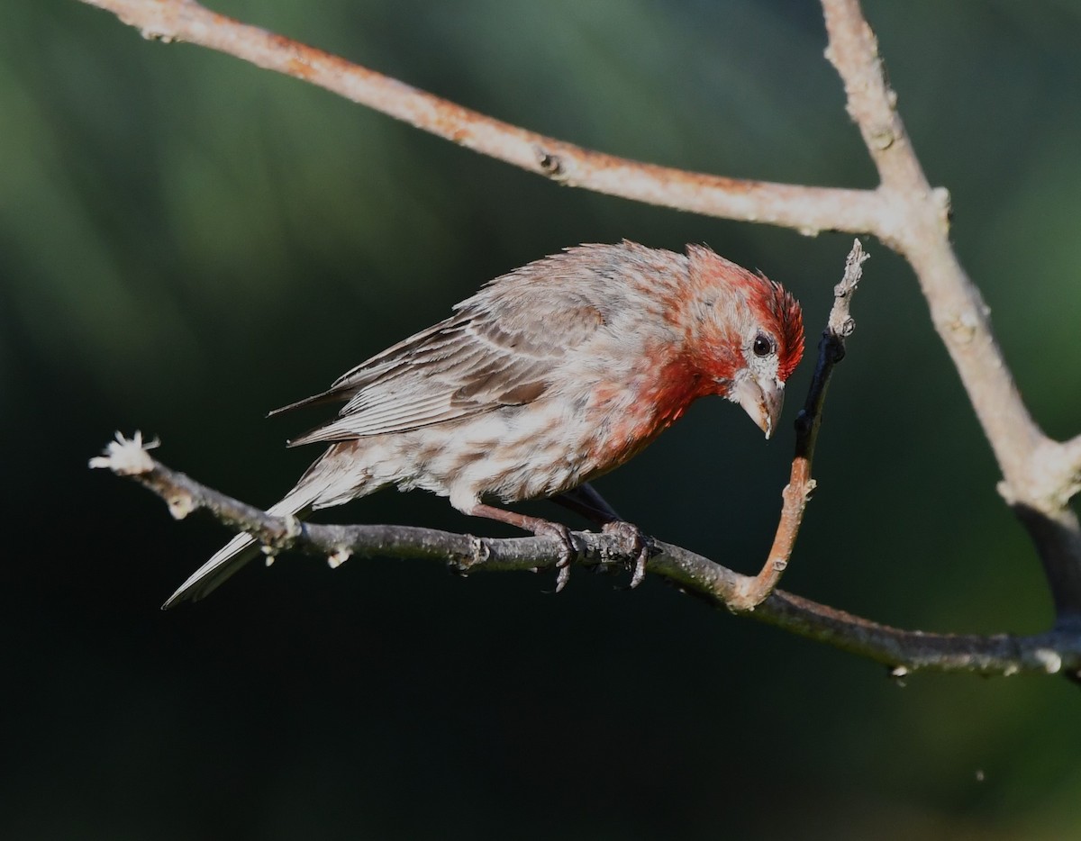 House Finch - ML620432660