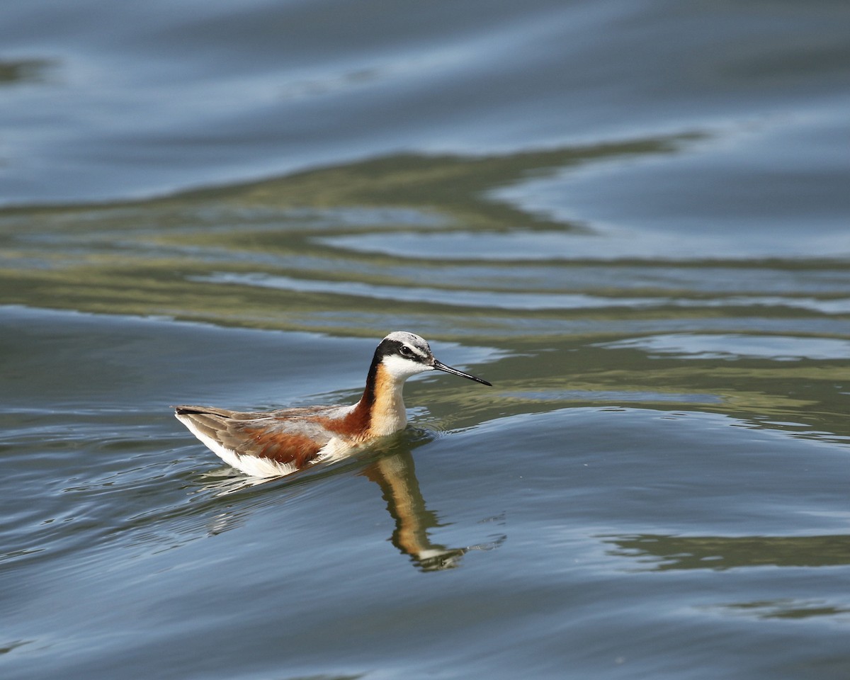 hvithalesvømmesnipe - ML620432663