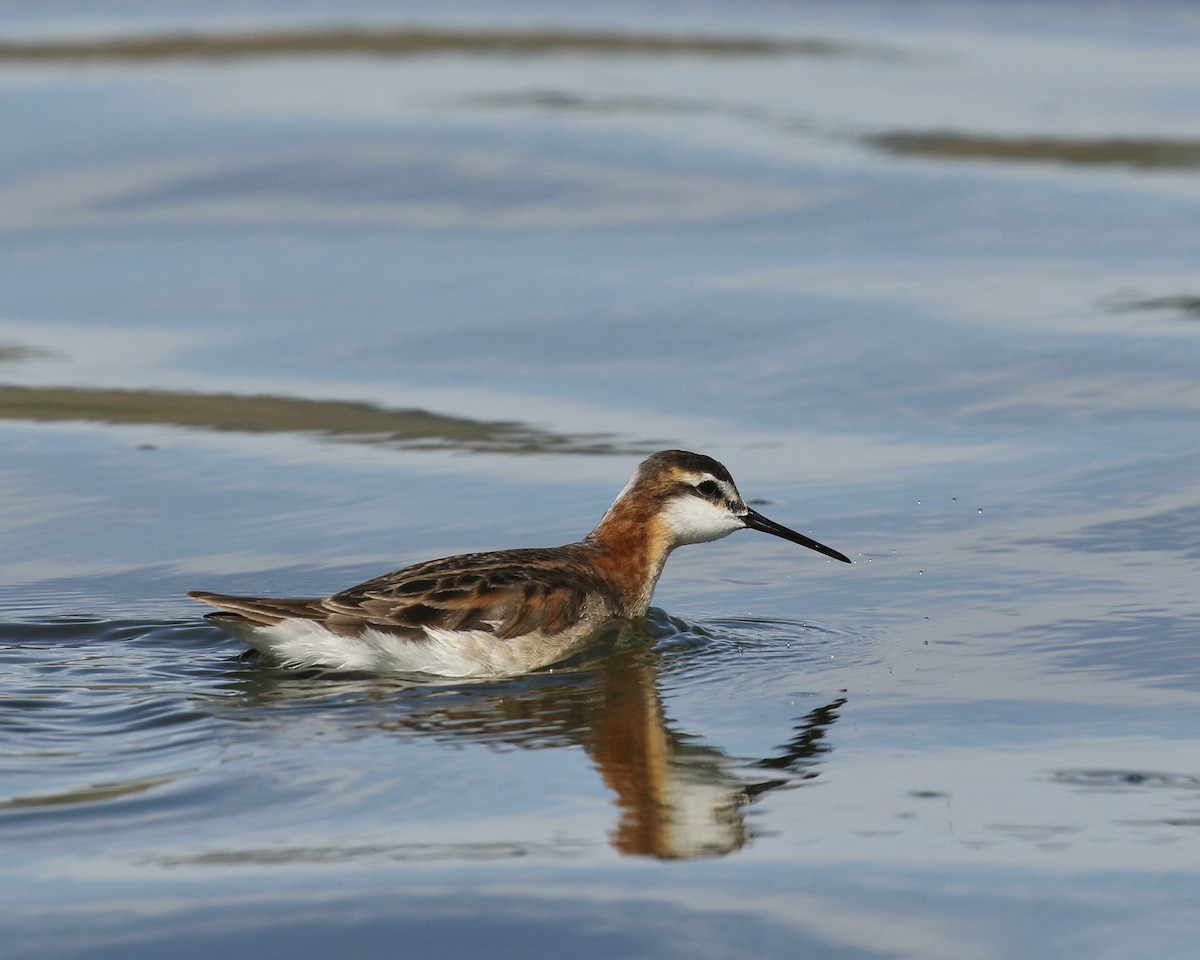 hvithalesvømmesnipe - ML620432665