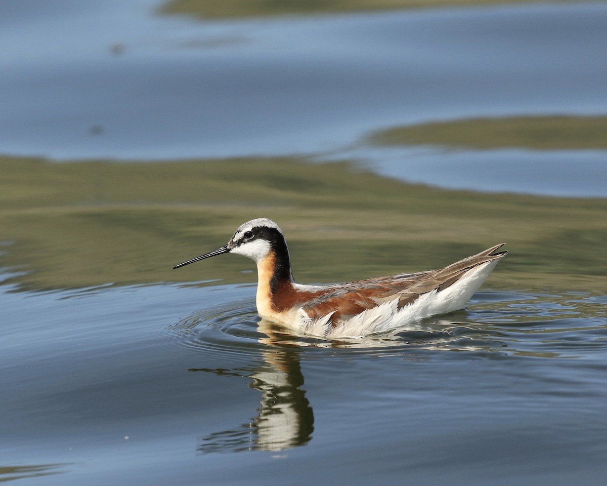 hvithalesvømmesnipe - ML620432666