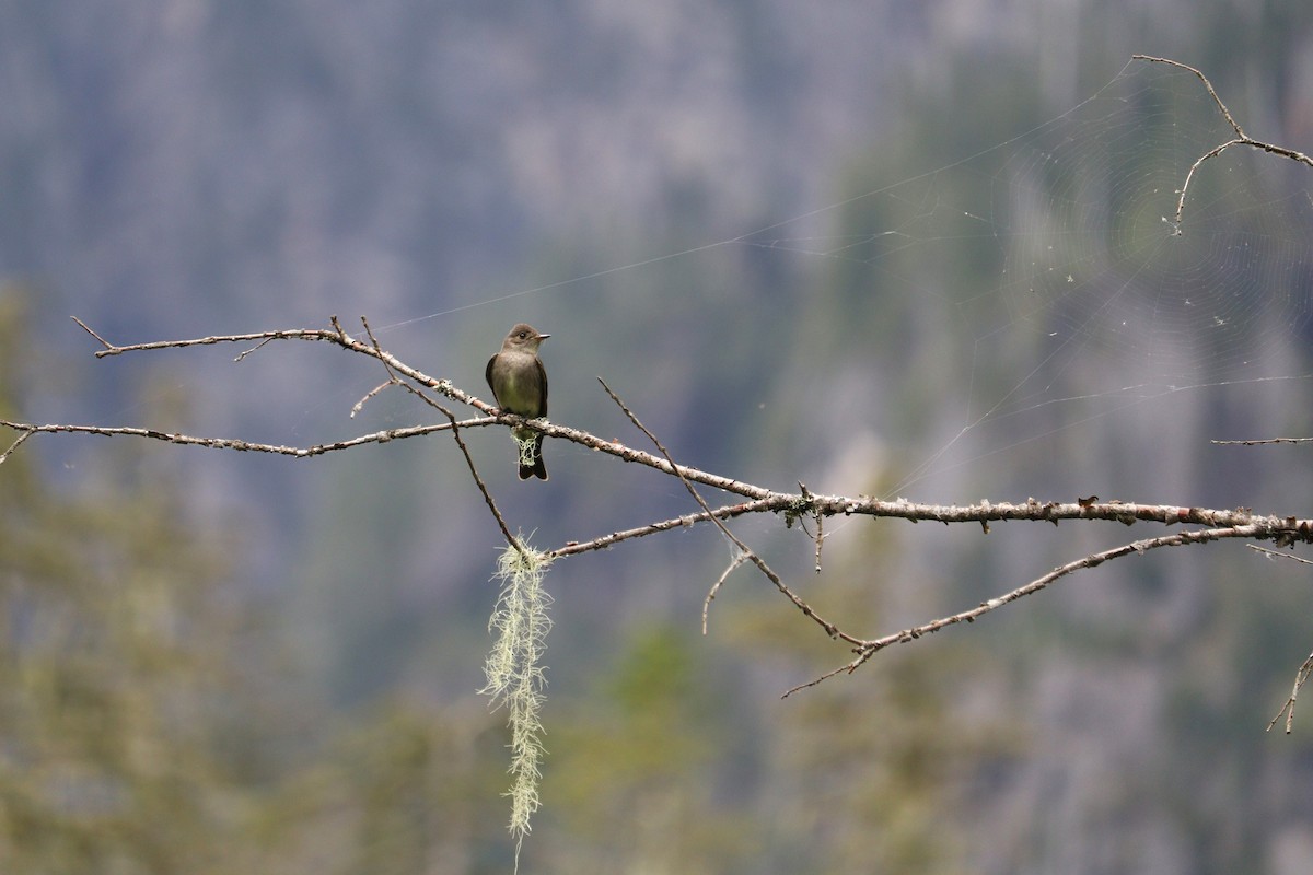 Western Wood-Pewee - ML620432674