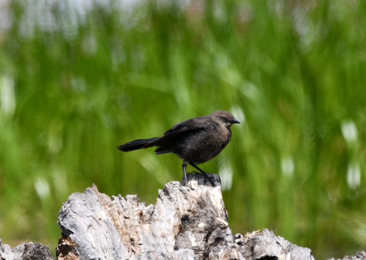 Brewer's Blackbird - ML620432675