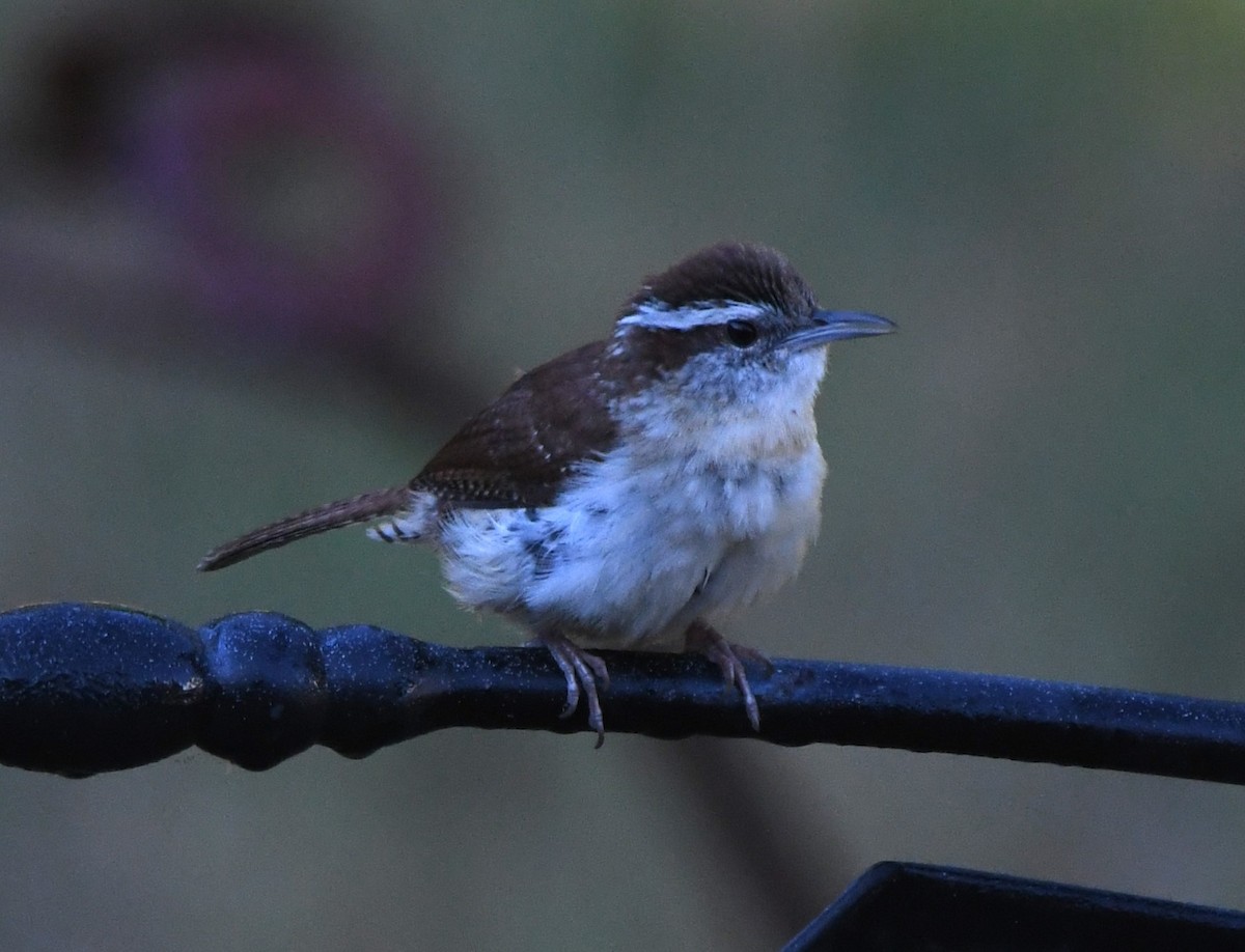 Carolina Wren - ML620432676