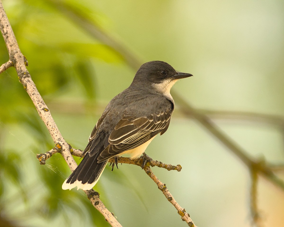 Eastern Kingbird - ML620432677