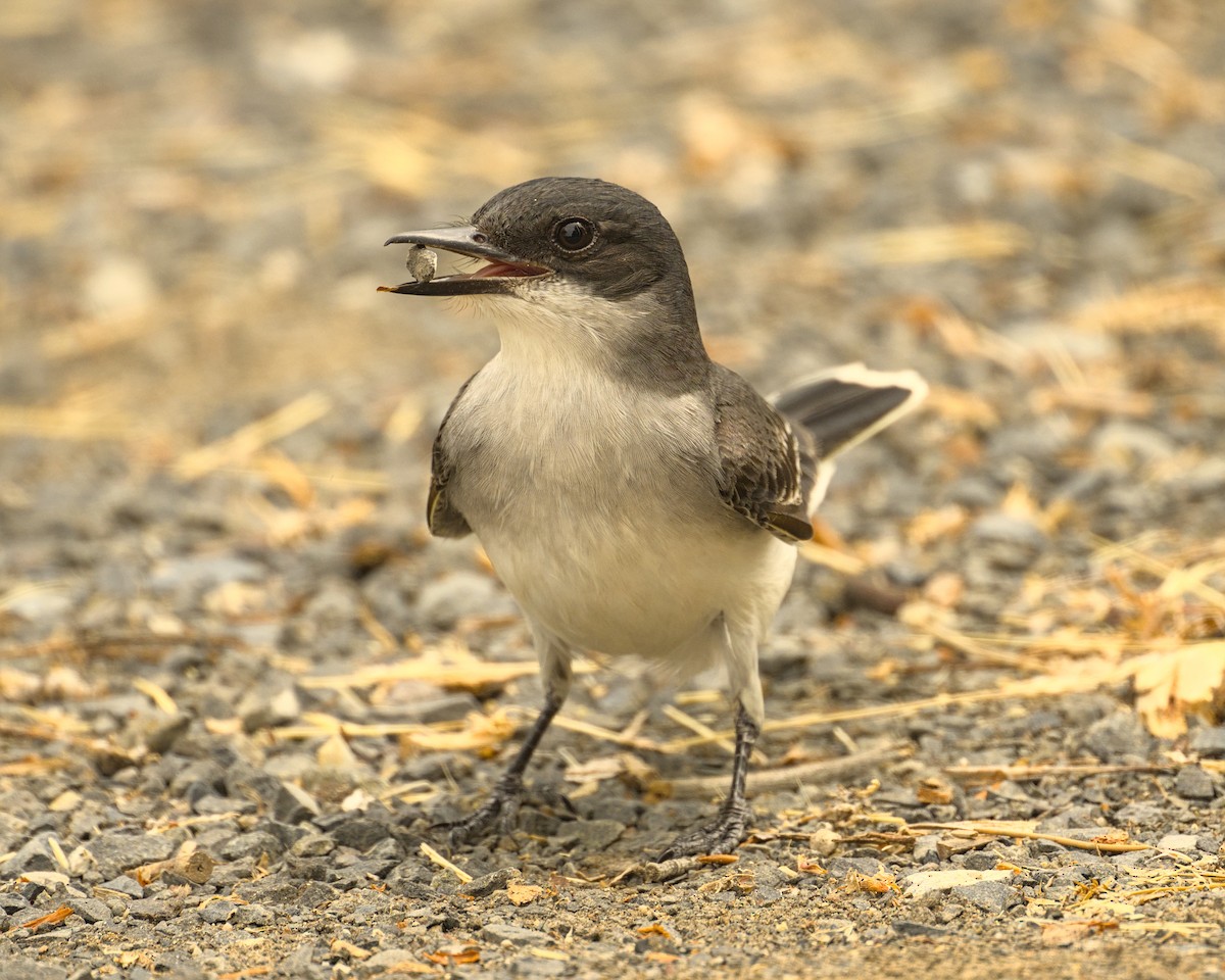 Eastern Kingbird - ML620432679