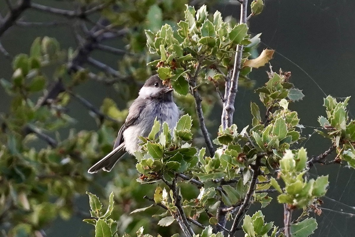 Mésange lugubre - ML620432681