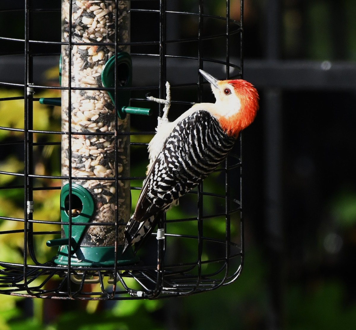 Red-bellied Woodpecker - ML620432683