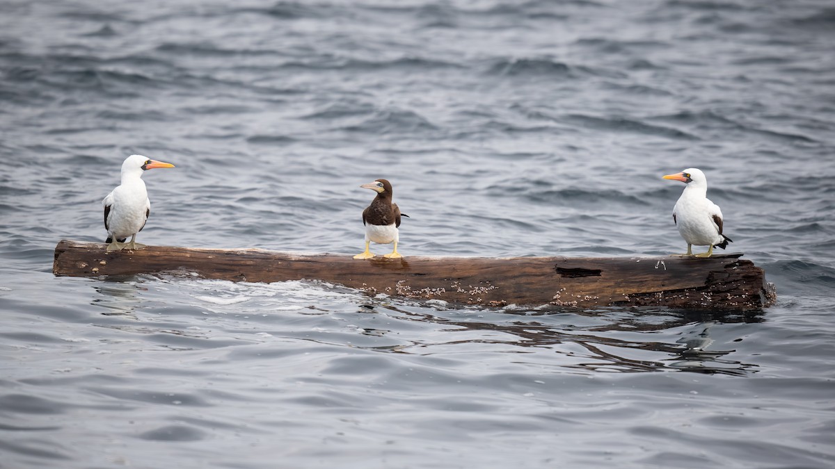 Brown Booby - ML620432689