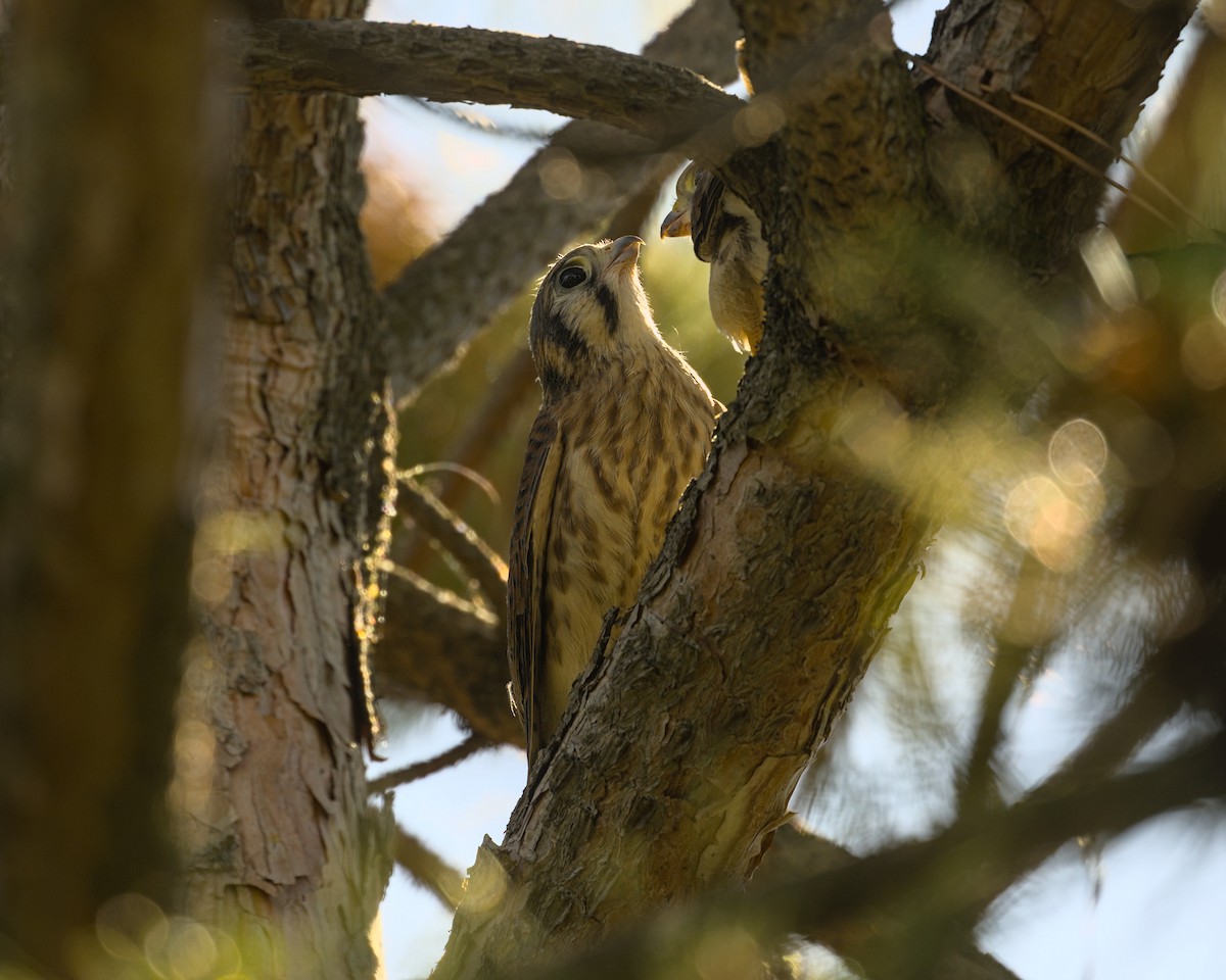 American Kestrel - ML620432690