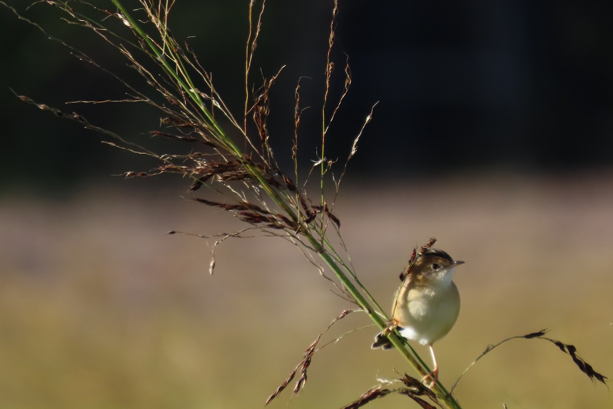 Golden-headed Cisticola - Wendy Shanley