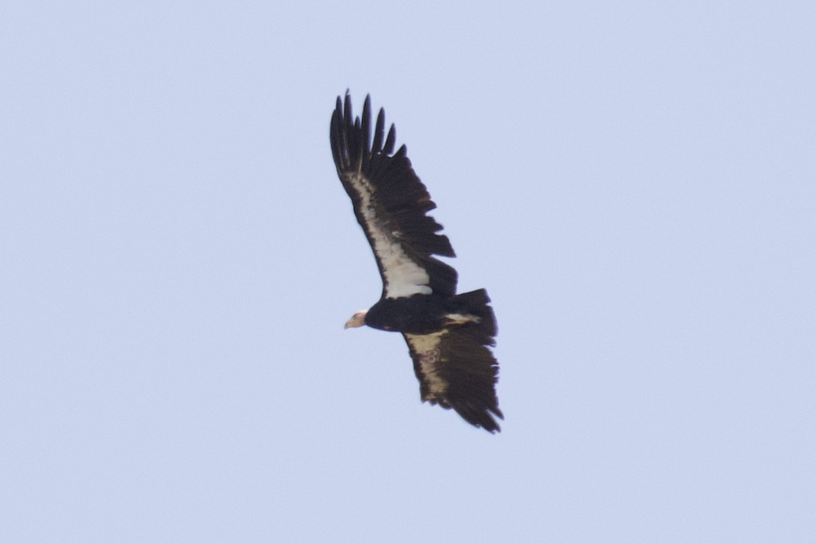 California Condor - ML620432694