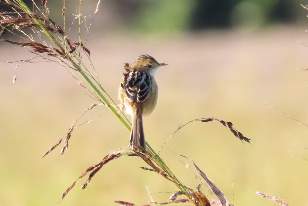 Cisticole à couronne dorée - ML620432697