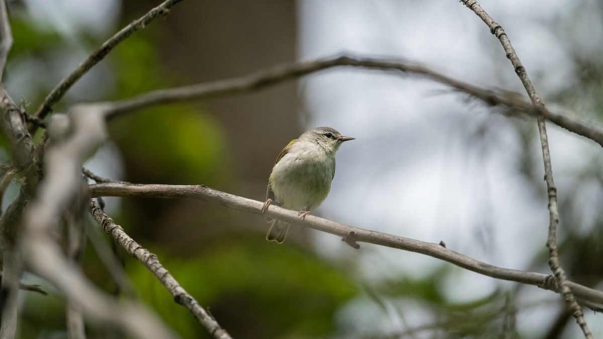 Tennessee Warbler - ML620432698