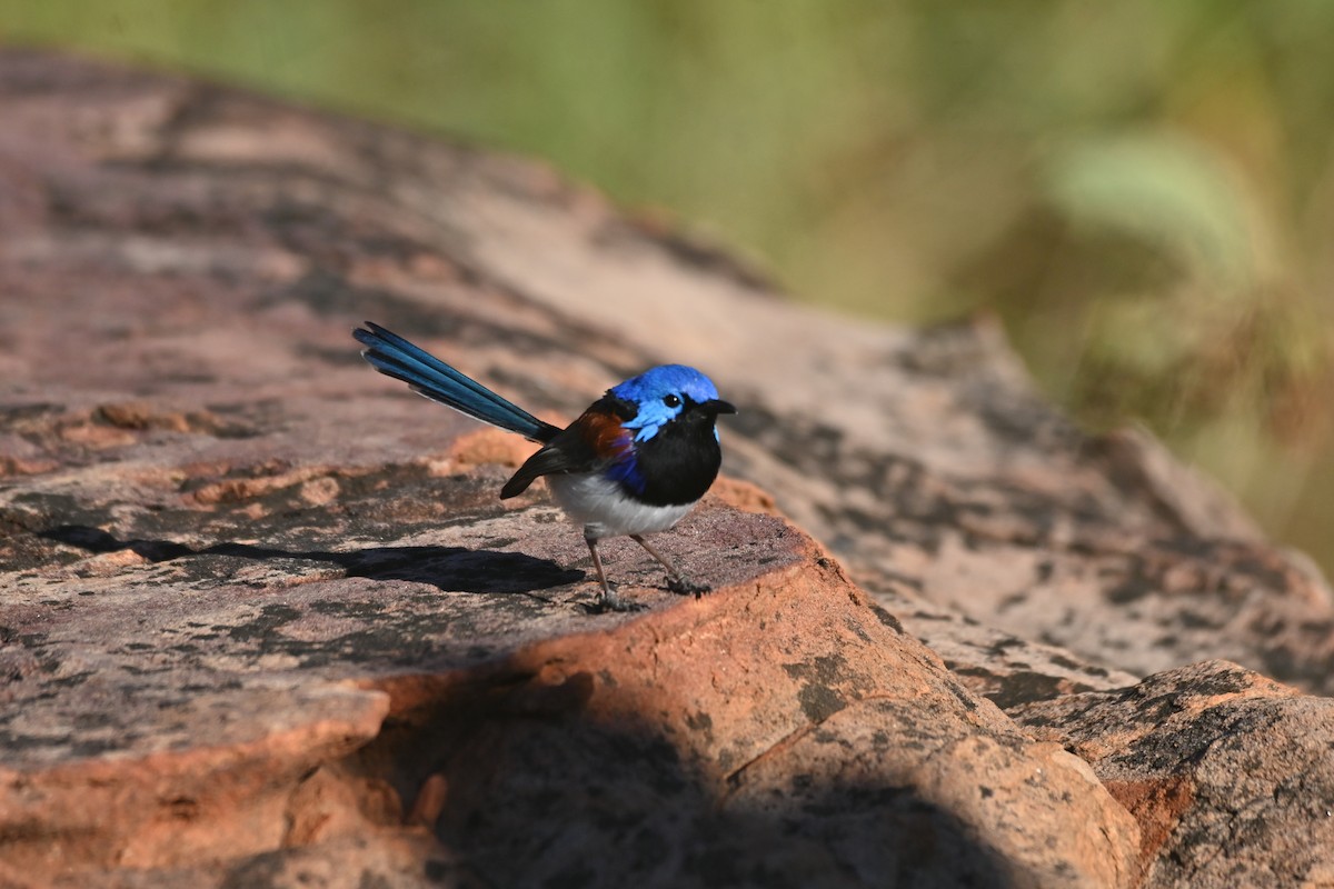 Purple-backed Fairywren - ML620432700