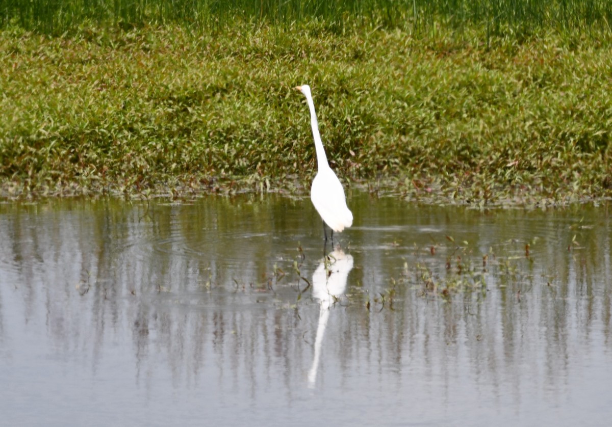 Great Egret - ML620432703