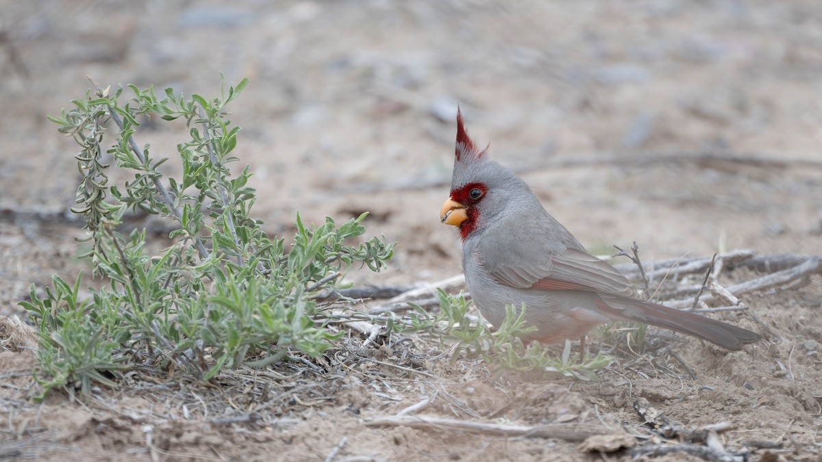 Pyrrhuloxia - ML620432704