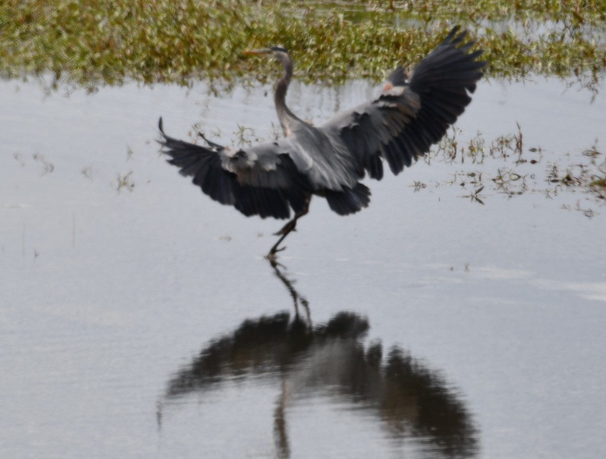 Great Blue Heron - ML620432706