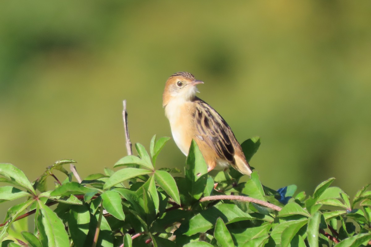 Golden-headed Cisticola - ML620432707