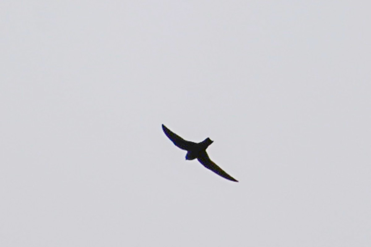 Black Swift - ML620432708