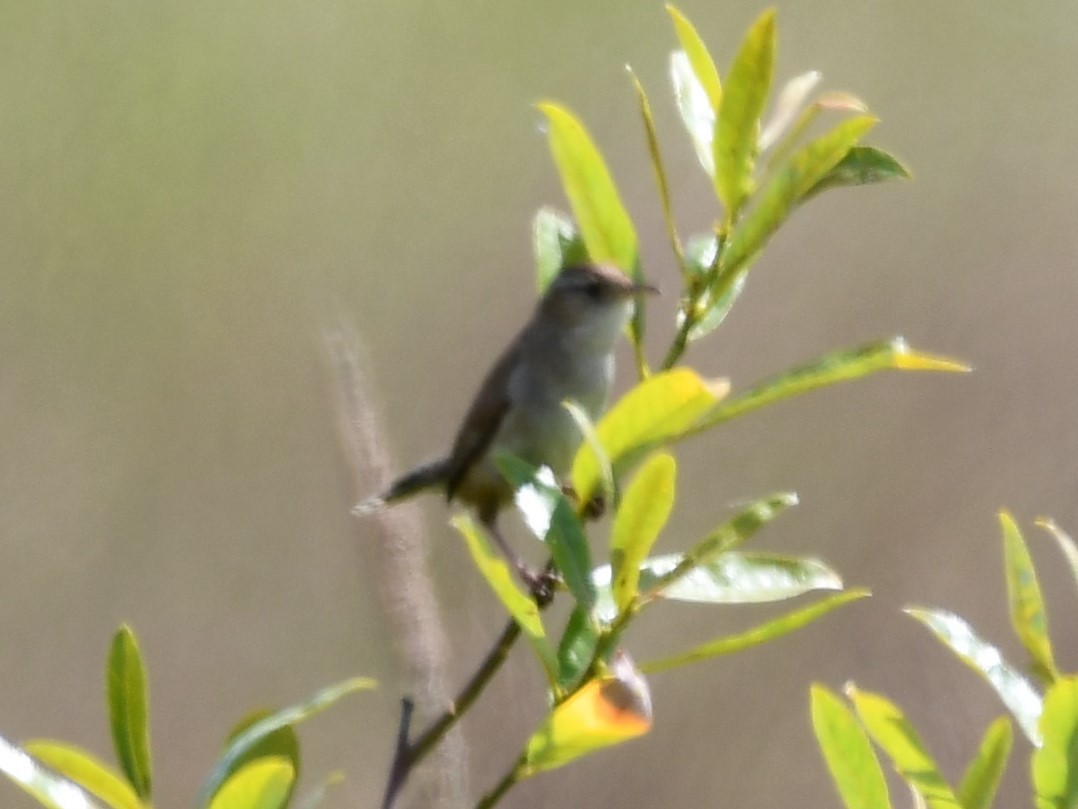 Marsh Wren - ML620432710