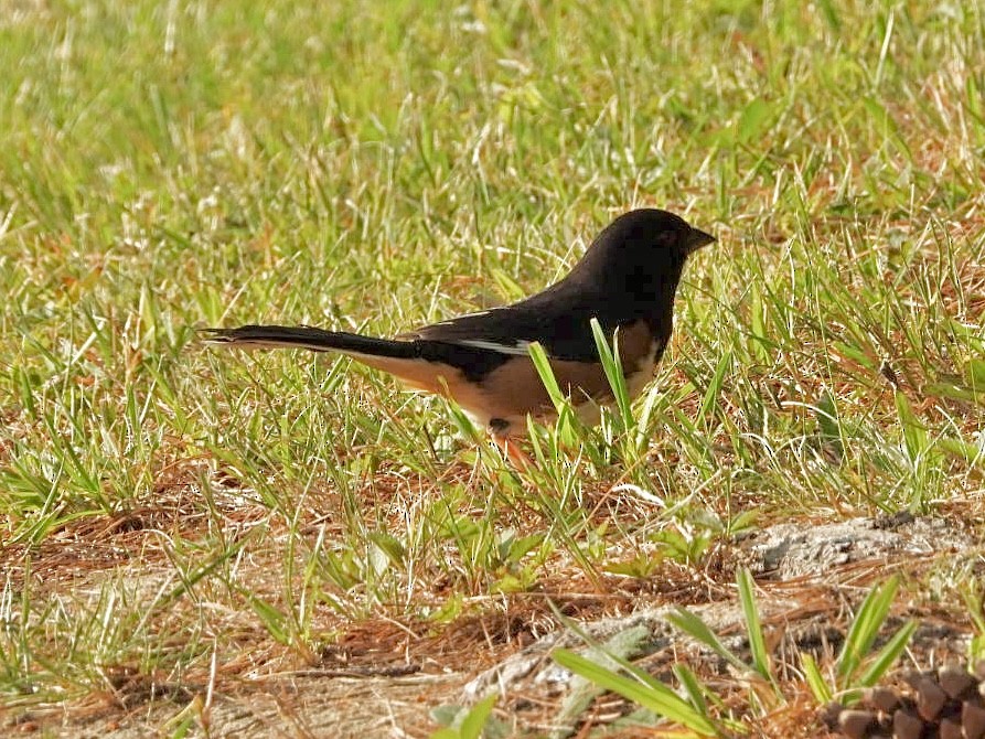 Eastern Towhee - ML620432714