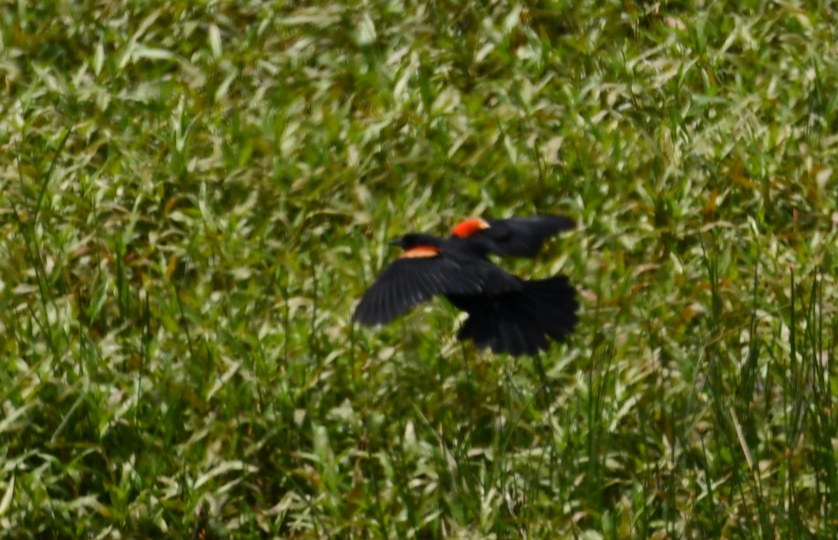 Red-winged Blackbird - ML620432716