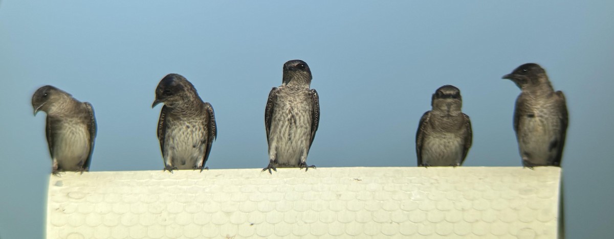 Purple Martin - ML620432719