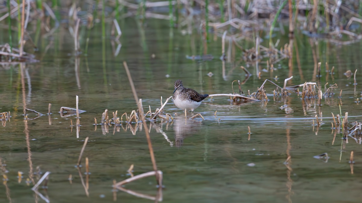 Solitary Sandpiper - ML620432720