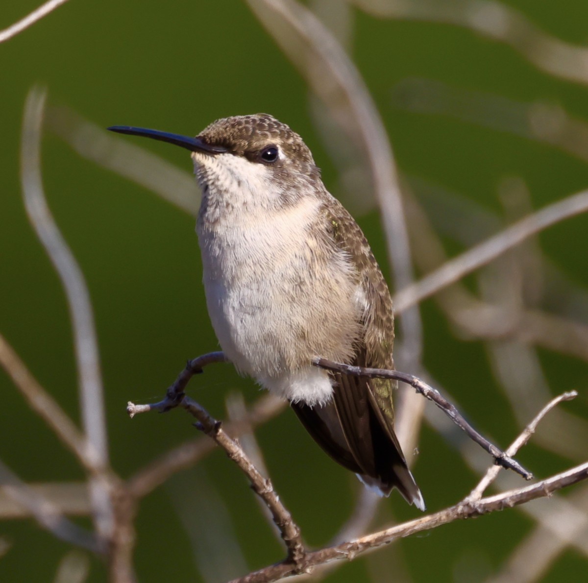 Black-chinned Hummingbird - ML620432722