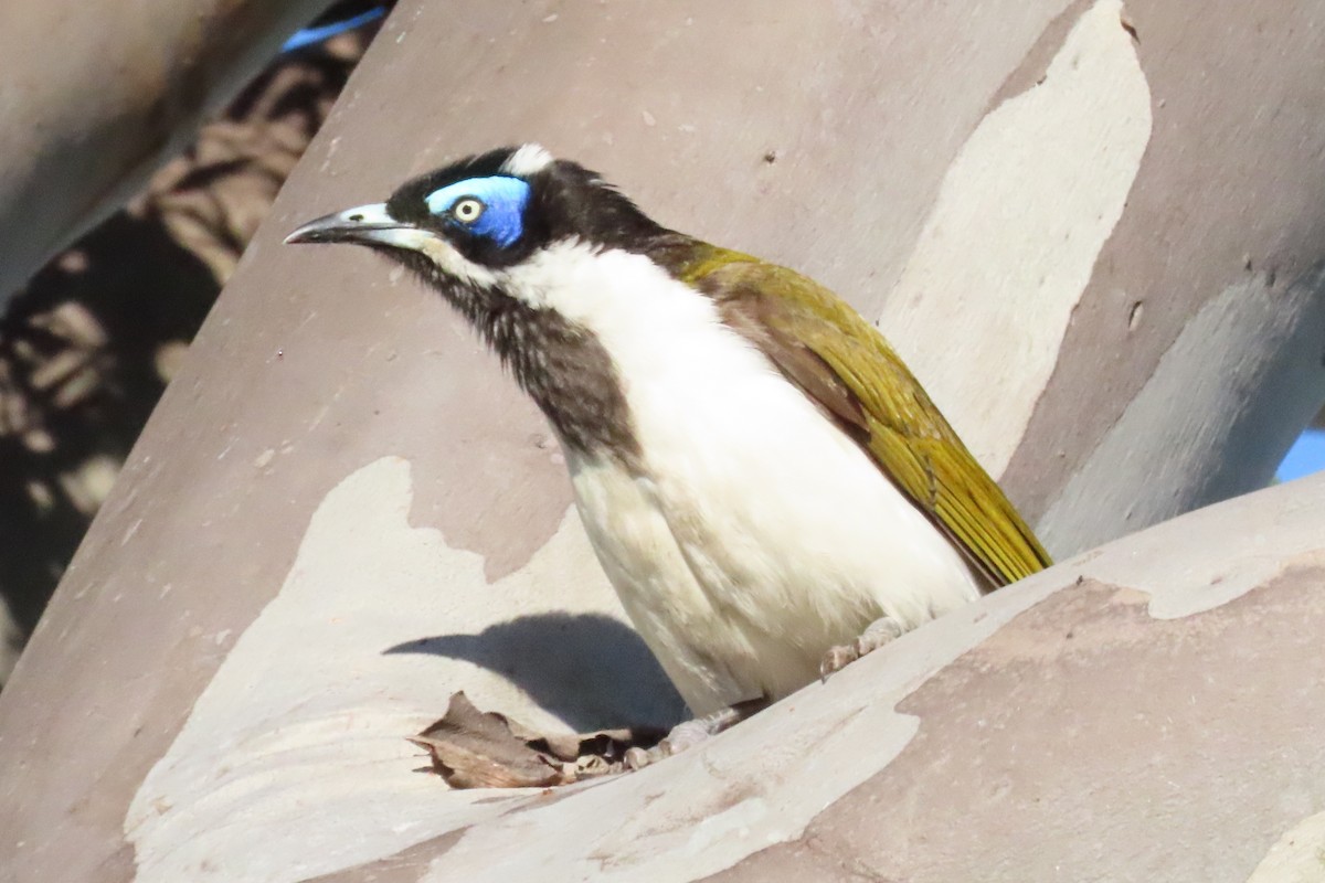 Blue-faced Honeyeater - ML620432723