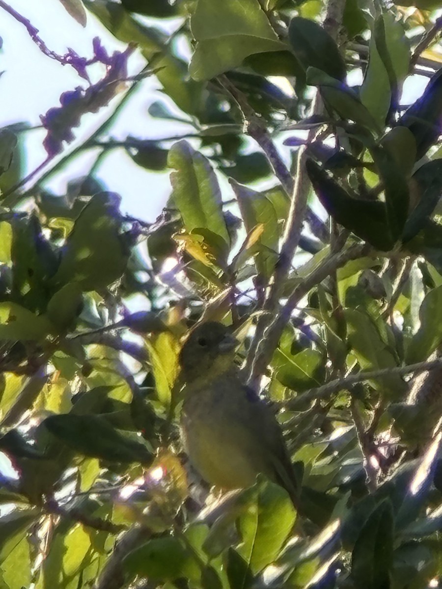 Painted Bunting - ML620432727