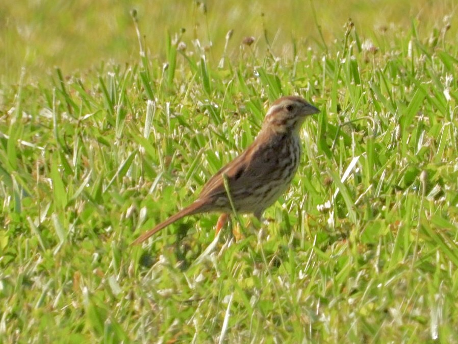 Song Sparrow - ML620432733