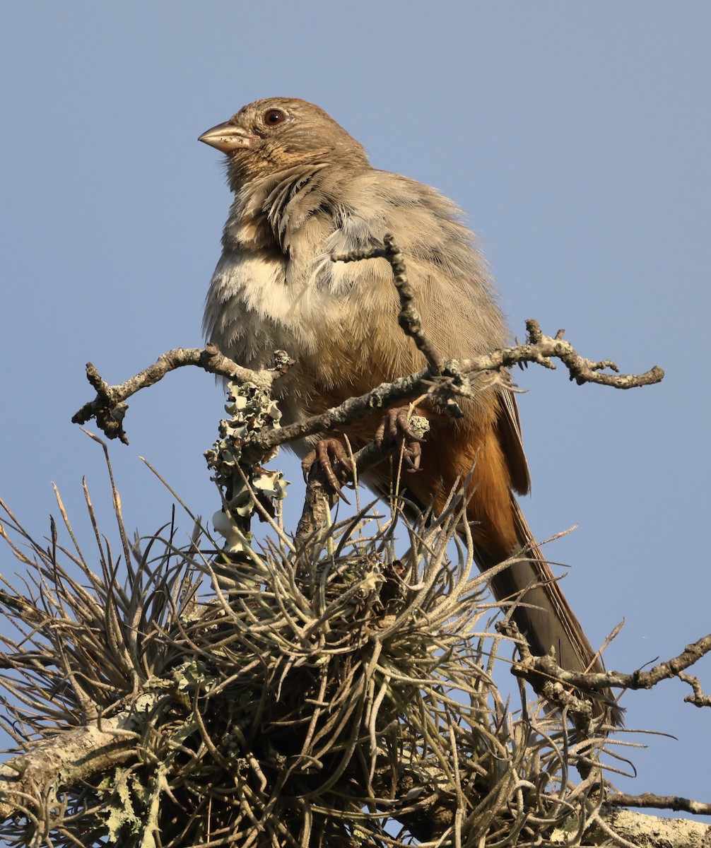 Canyon Towhee - ML620432735