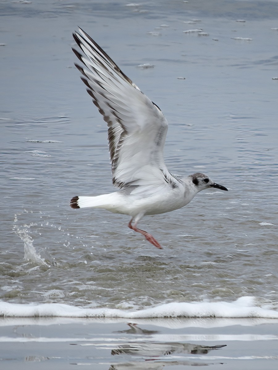 Bonaparte's Gull - ML620432737