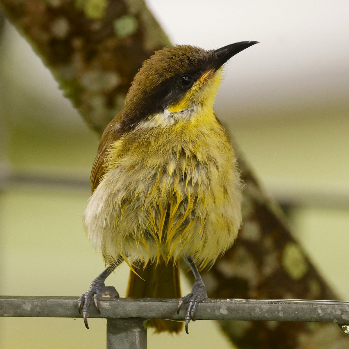 Varied Honeyeater - ML620432739