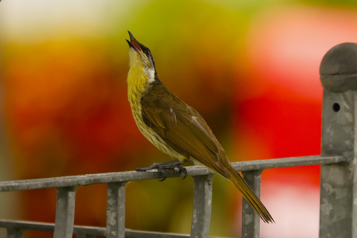 Varied Honeyeater - ML620432740