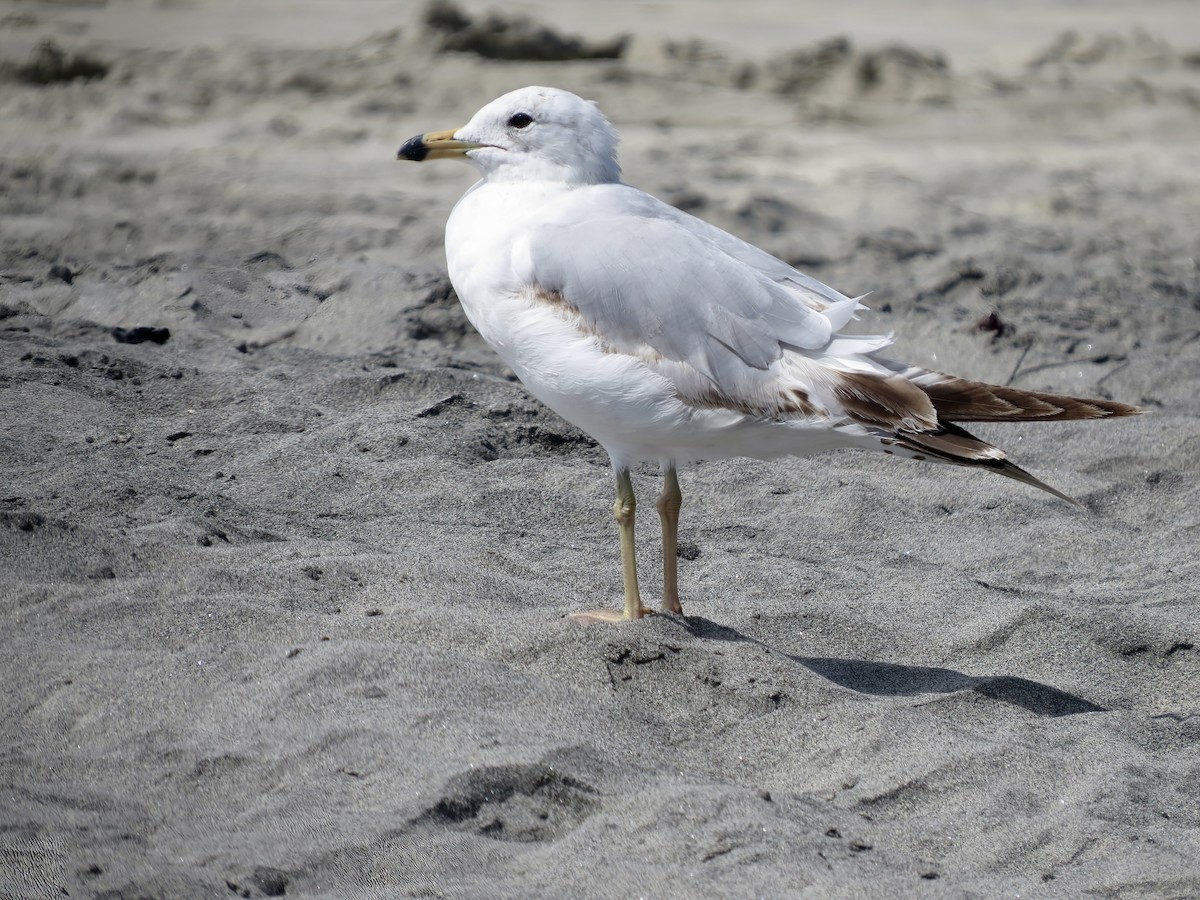 Ring-billed Gull - ML620432746