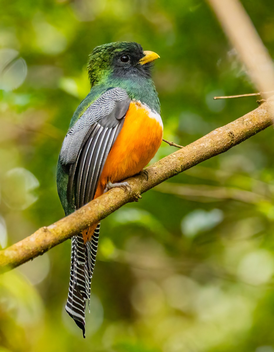 trogon límcový - ML620432748