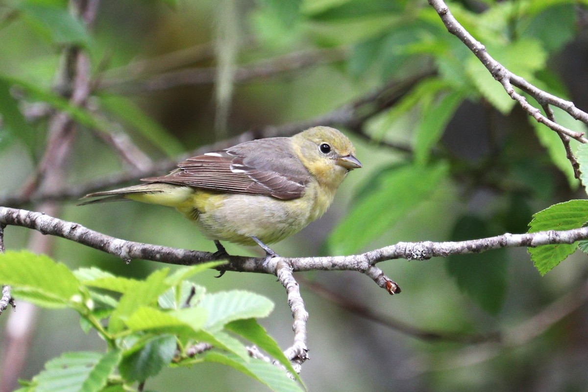 Western Tanager - ML620432750