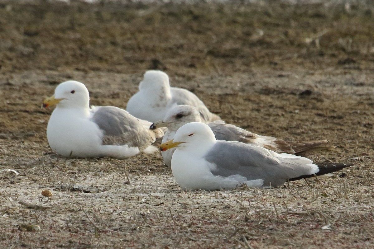 Gaviota Californiana - ML620432754