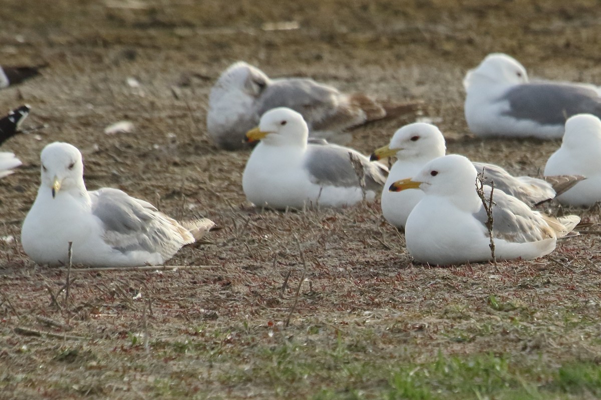 California Gull - ML620432755